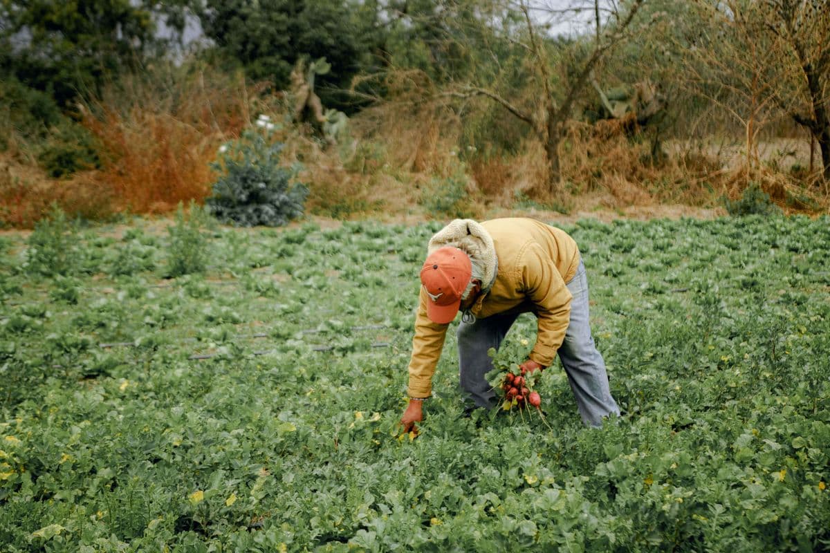 Trabalhador agrícola colhendo rabanetes em uma plantação
