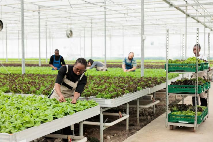 Workers picking and sorting leafy greens inside a greenhouse