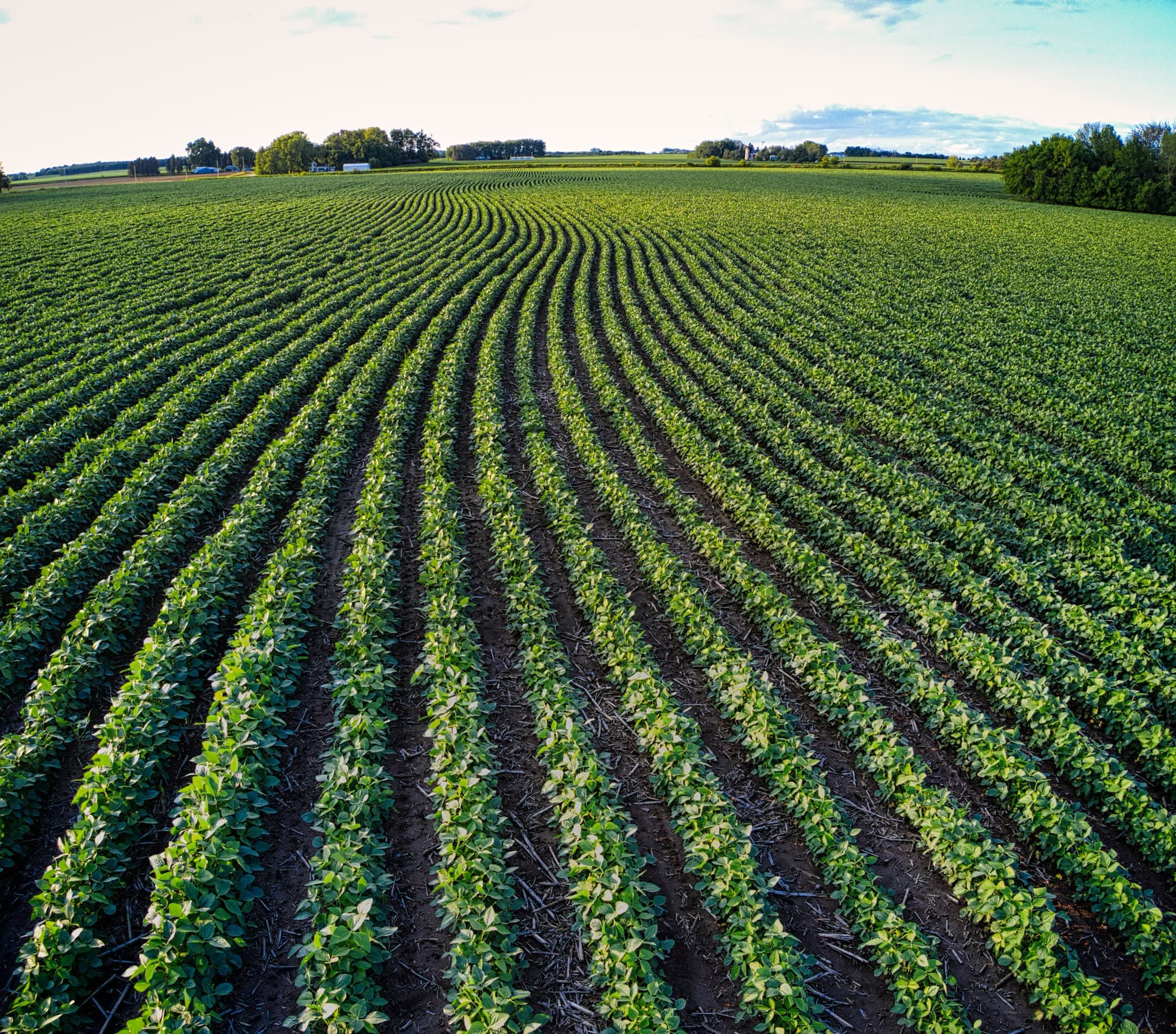 Rows of soybeans in a field seen from above